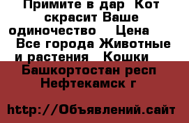 Примите в дар. Кот скрасит Ваше одиночество. › Цена ­ 0 - Все города Животные и растения » Кошки   . Башкортостан респ.,Нефтекамск г.